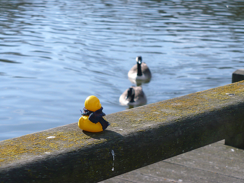 Duck Day 434 (10032010) - Friends in the park