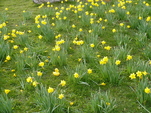 Duck Day 462 (07042010) - Lost in the daffs