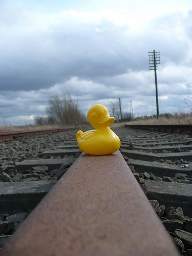 Duck Day 463 (08042010) - Duck on the tracks