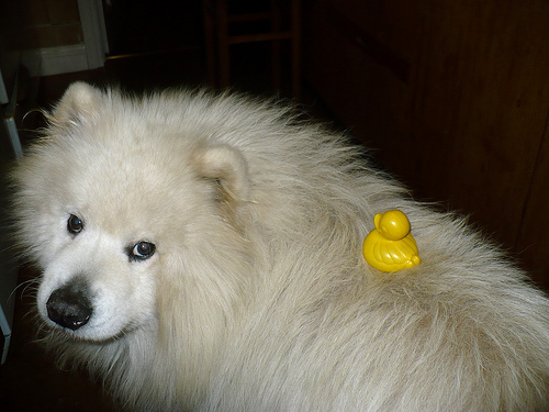 Duck Day 467 (12042010) - Dog ride