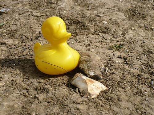 Duck Day 468 (13042010) - Flint