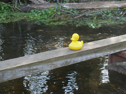 Duck Day 469 (14042010) - Stream Crossing