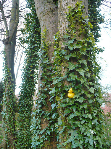 Duck Day 475 (20042010) - Ivy climbing