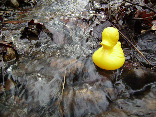Duck Day 48 (17022009) - Wild Water