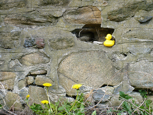Duck Day 481 (26042010) - A hold in the wall