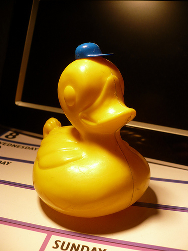 Duck Day 485 (30042010) - My new blue hat