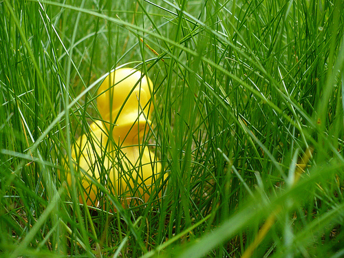 Duck Day 495 (10052010) - Lost in the grass