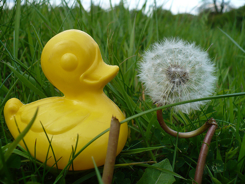 Duck Day 496 (11052010) - Blow the dandelion