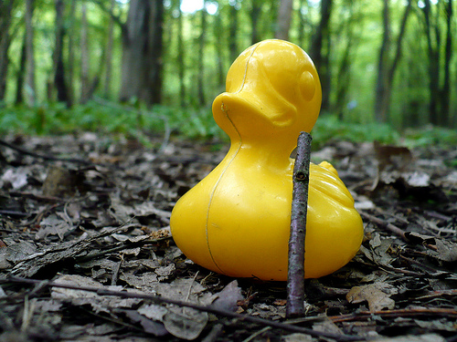 Duck Day 497 (12052010) - Walking duck
