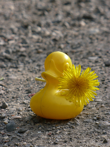 Duck Day 498 (13052010) - Flower picking