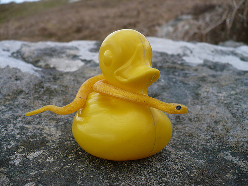 Duck Day 500 (15052010) - Snake