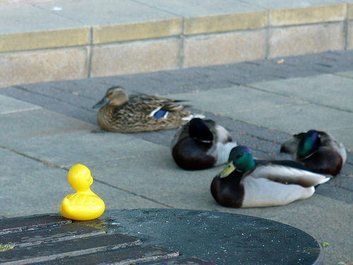Duck Day 508 (23052010) - Lazy afternoon