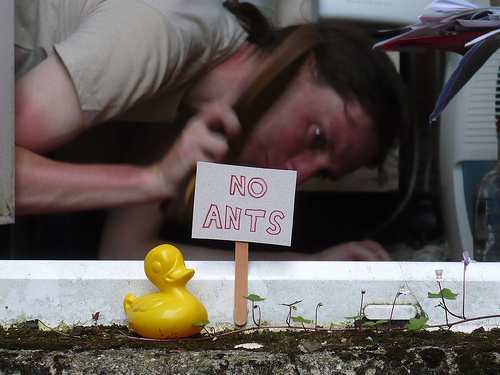 Duck Day 521 (05062010) - No Ants
