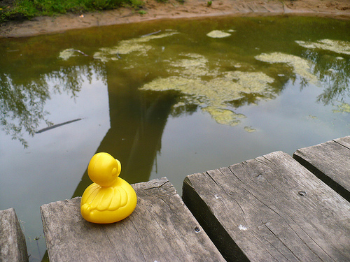 Duck Day 547 (01072010) - Messy pond