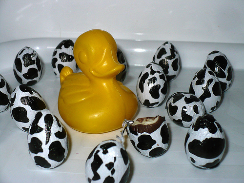 Duck Day 557 (11072010) -  Cow eggs