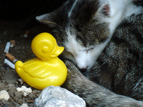 Duck Day 577 (31072010) - Hello kitty