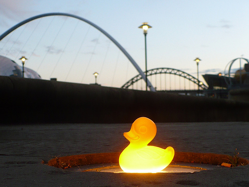 Duck Day 587 (10082010) - Warm glow