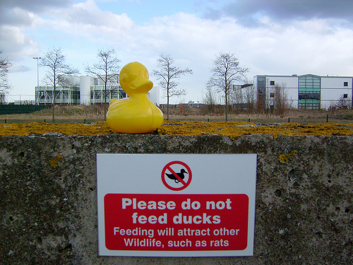 Duck Day 63 (04032009) - Do not feed!