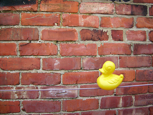 Duck Day 67 (08032009) - Tightrope