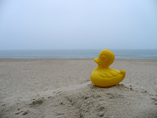 Duck Day 93 (03042009) - On the beach