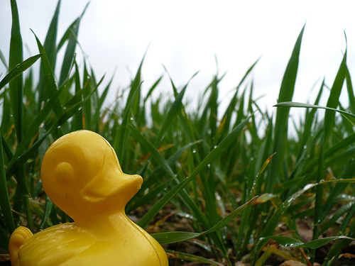 Duck Day 99 (09042009) - Lost